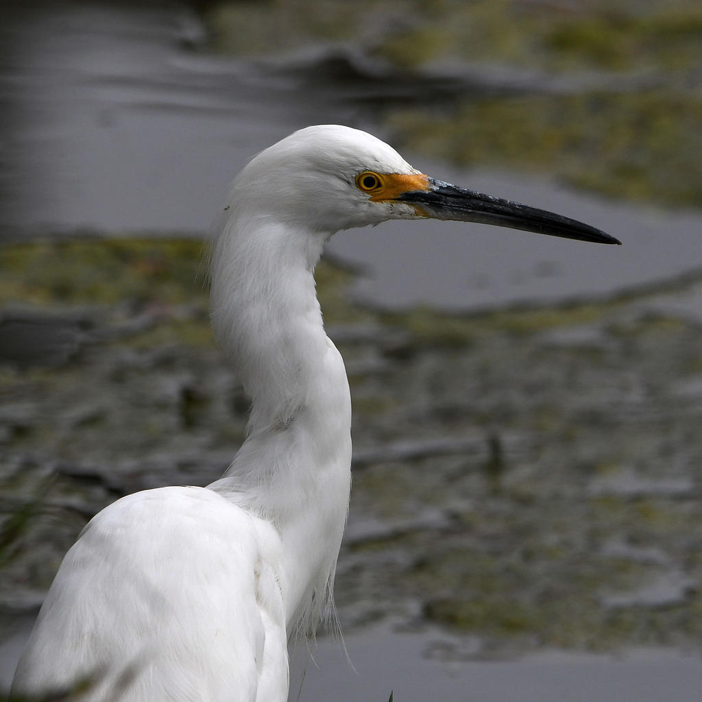 Egret4.jpg