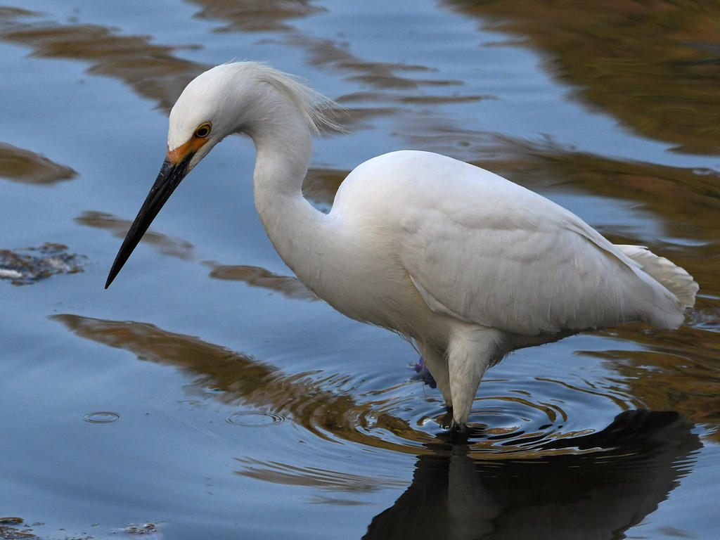 Egret4.jpg