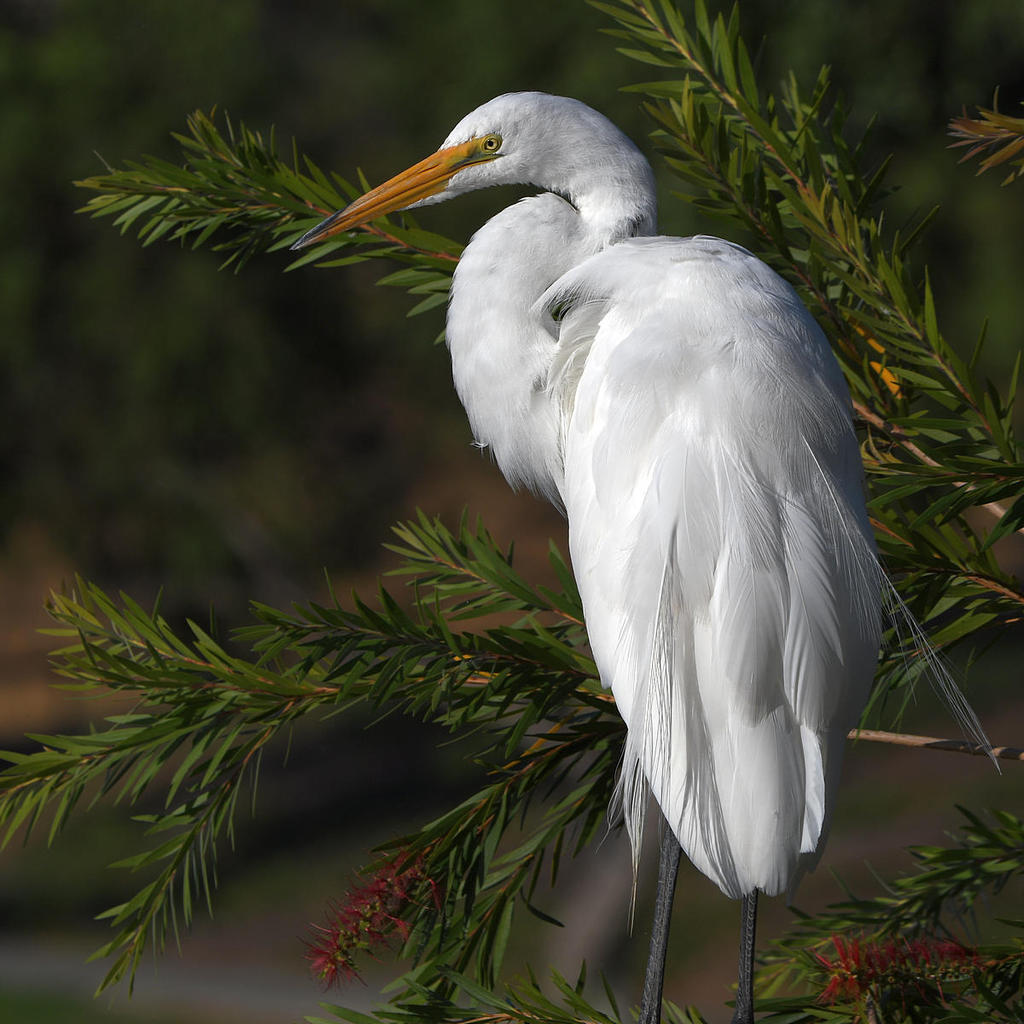 Egret4.jpg