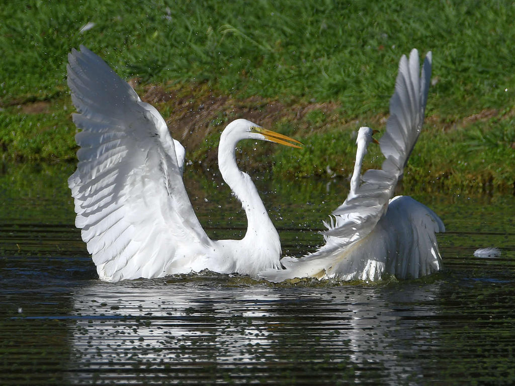 Egret4.jpg