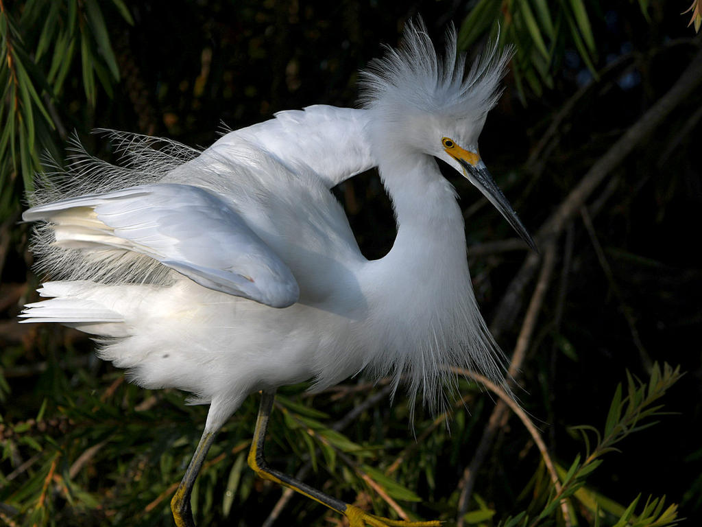 Egret4.jpg