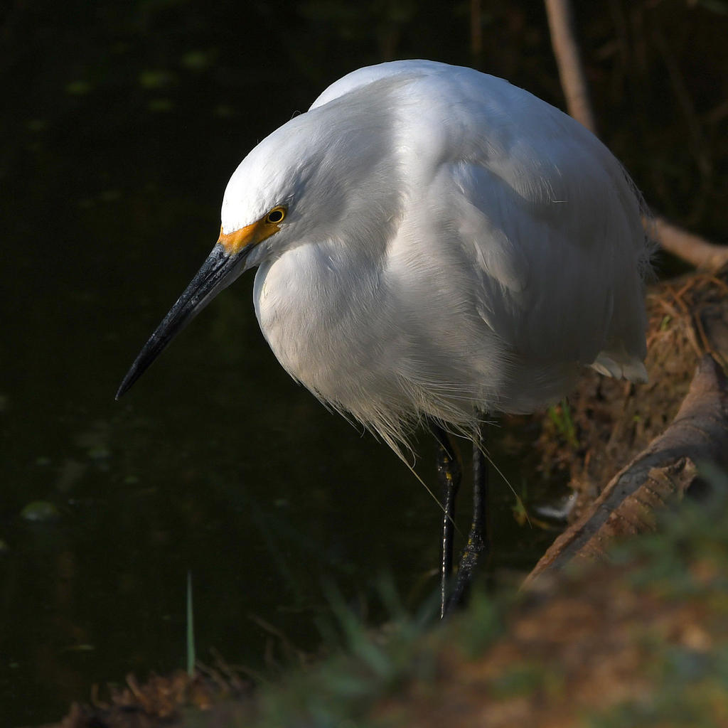 Egret4.jpg