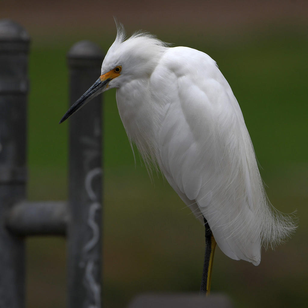 Egret4.jpg