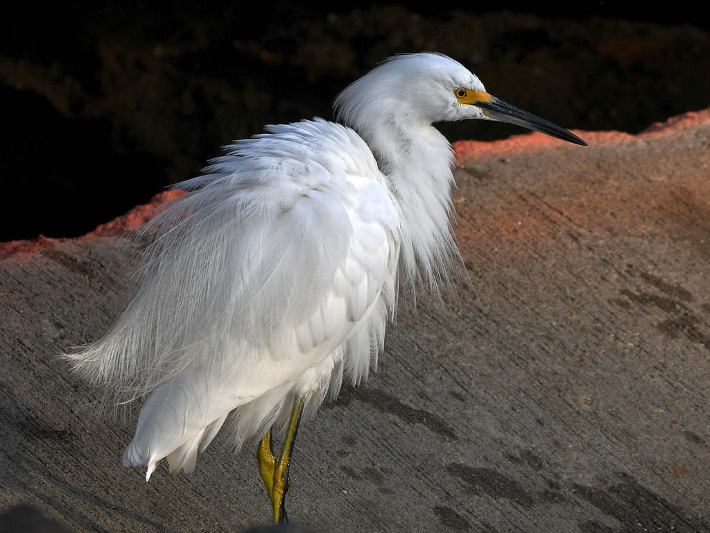 Egret4.jpg