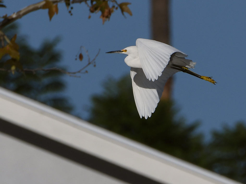 Egret4.jpg