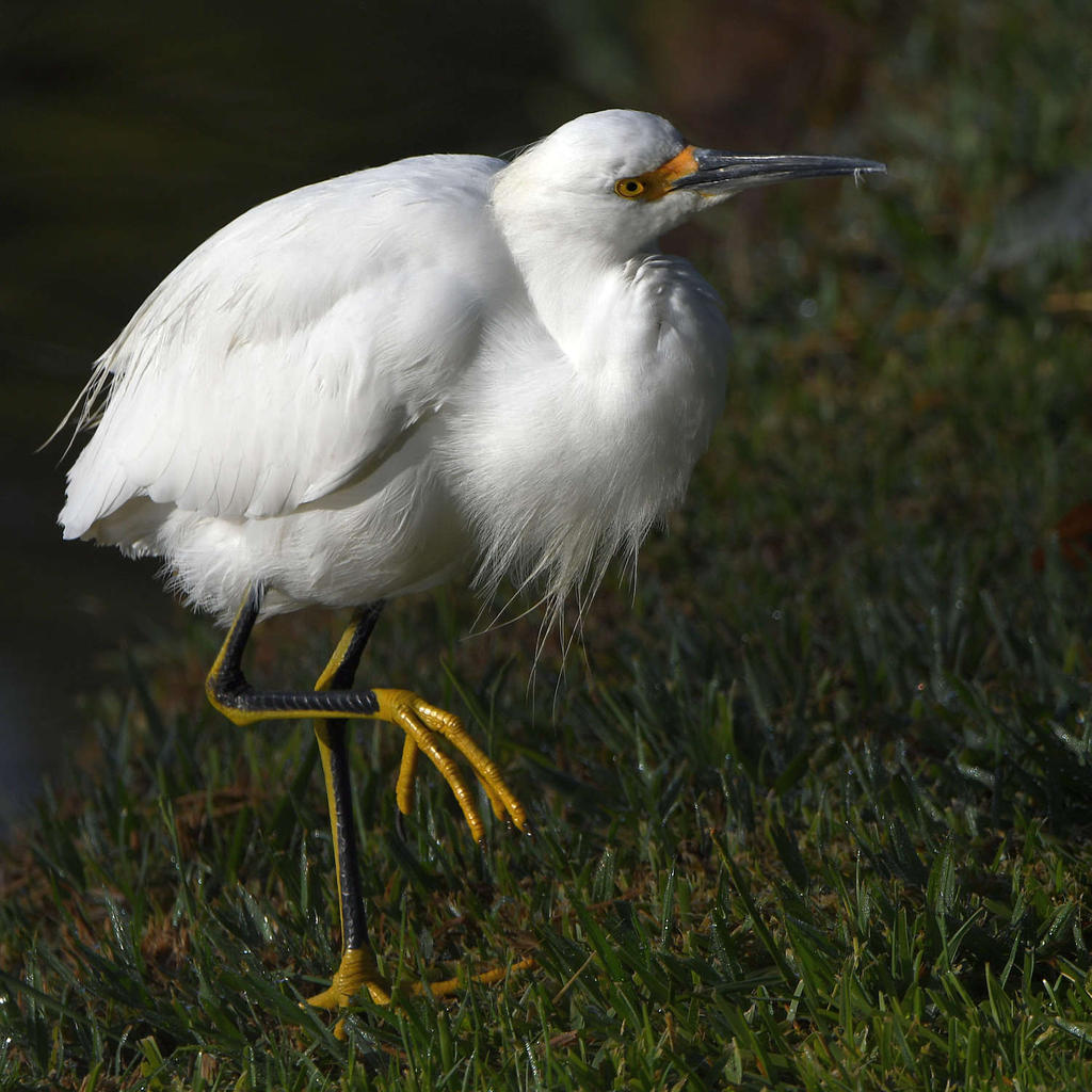 Egret4.jpg