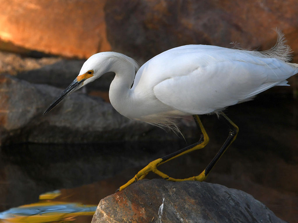 Egret4.jpg