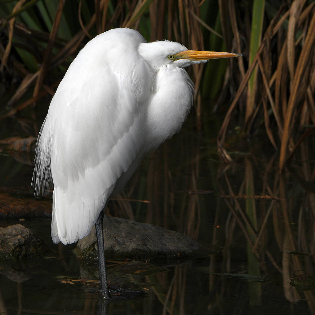 Egret4.jpg