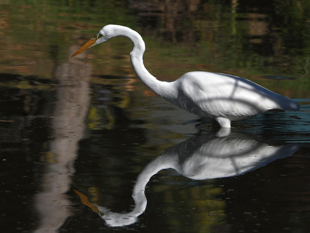 Egret4.jpg