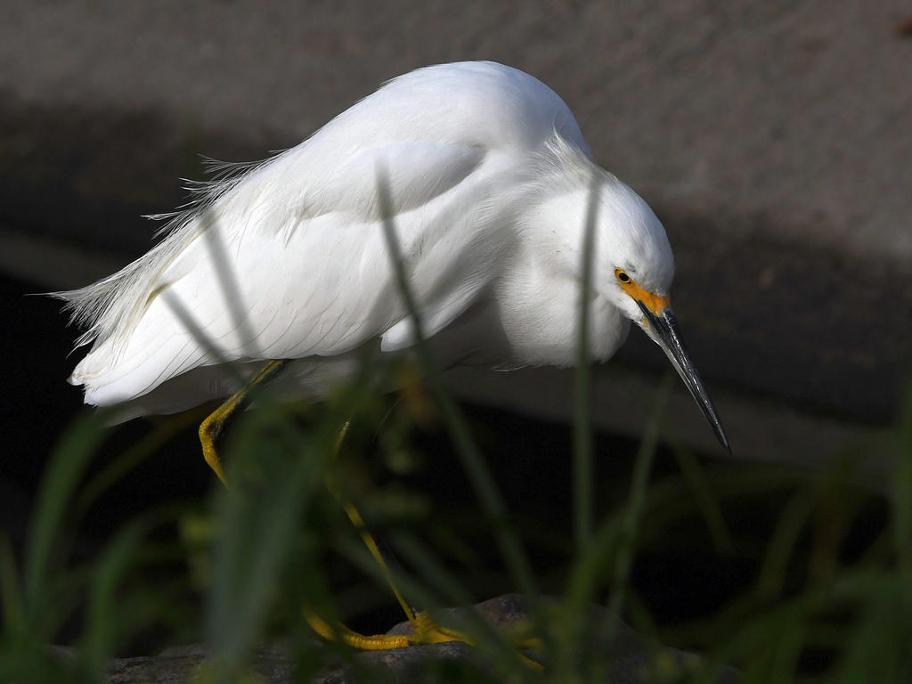 Egret4.jpg