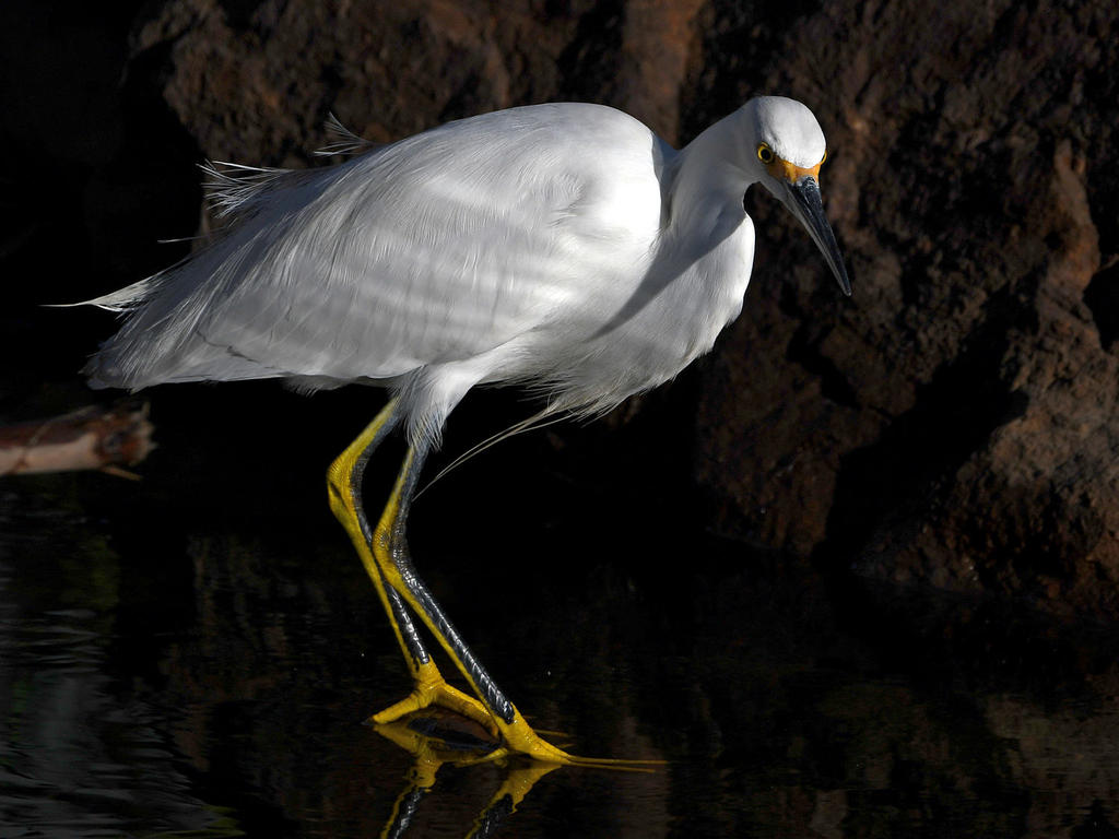Egret4.jpg