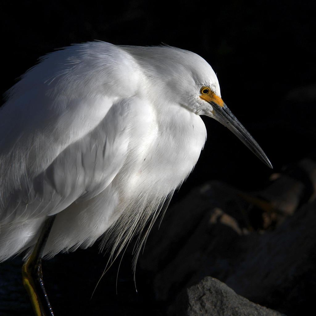 Egret4.jpg