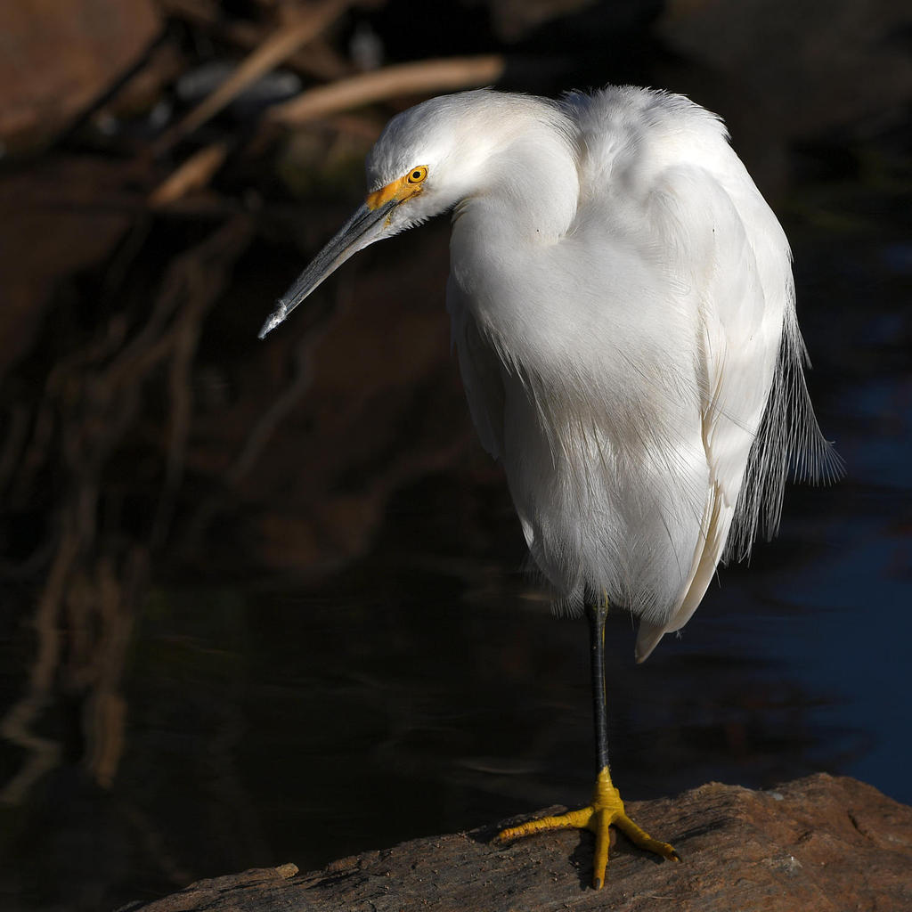 Egret4.jpg