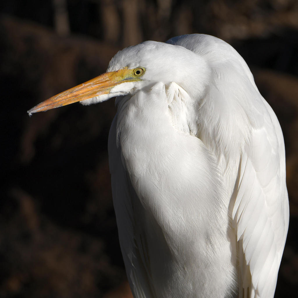 Egret4.jpg