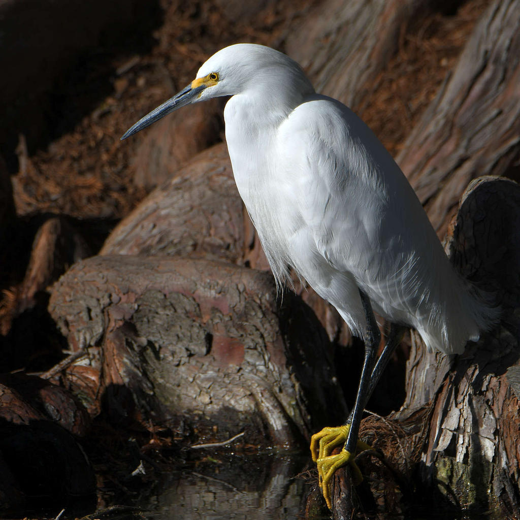 Egret4.jpg