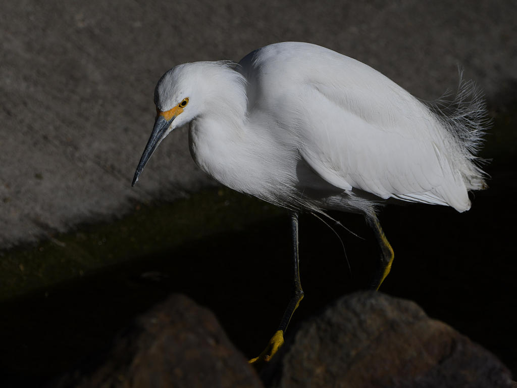 Egret4.jpg