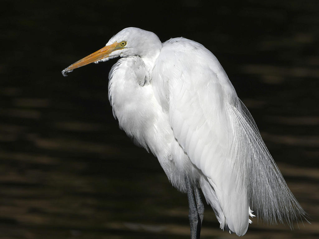 Egret4.jpg