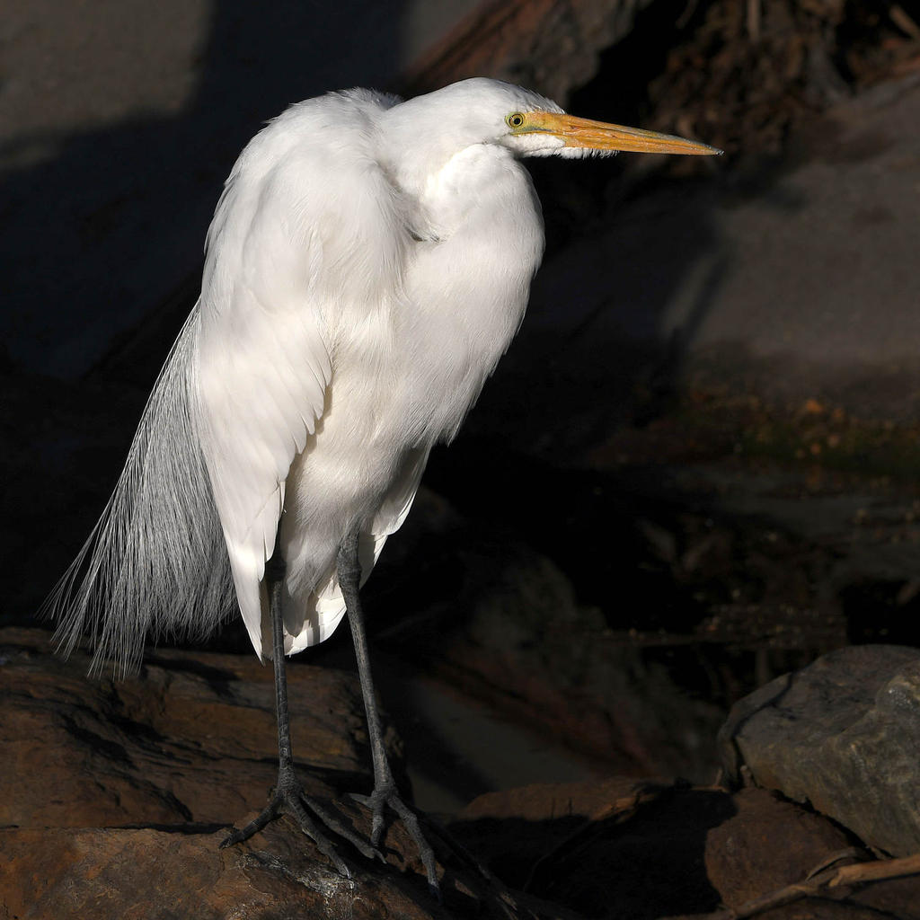Egret4.jpg