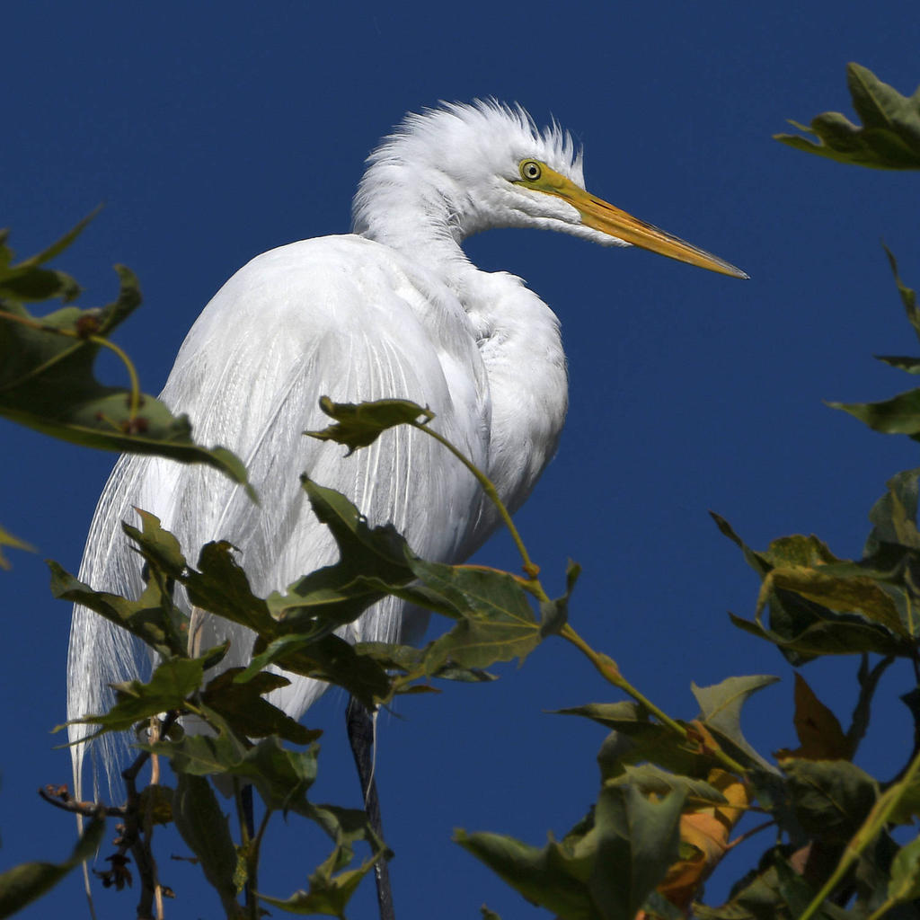 Egret4.jpg