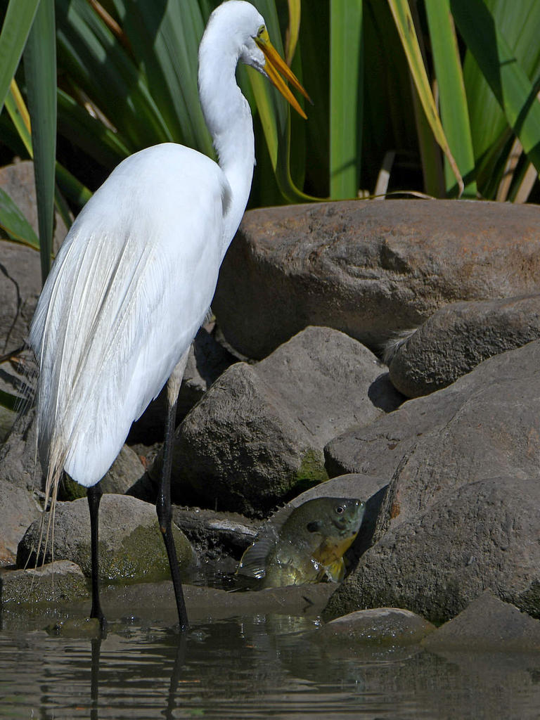 Egret4.jpg
