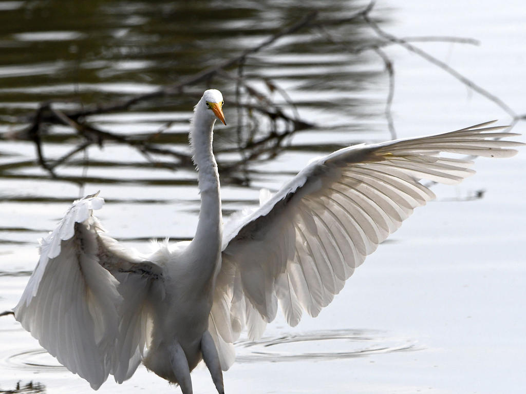 Egret4.jpg