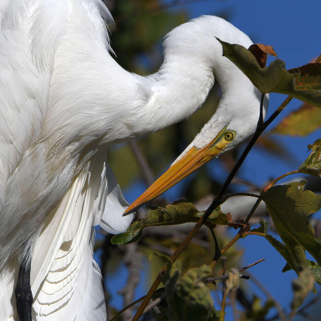 Egret4.jpg