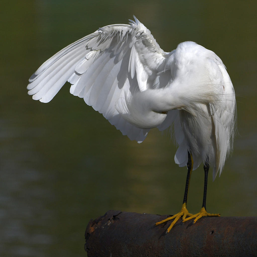 Egret4.jpg
