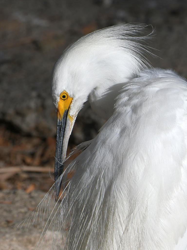 Egret4.jpg
