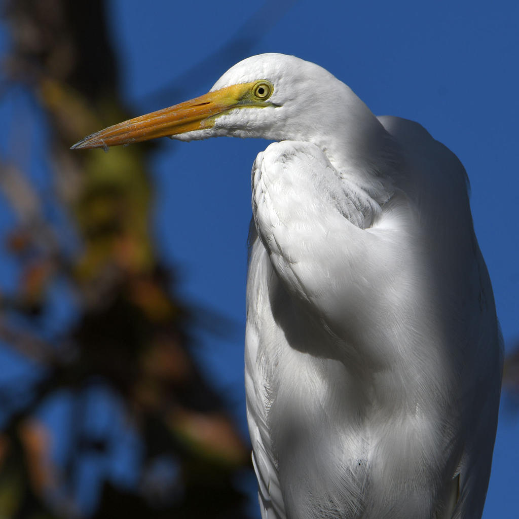Egret4.jpg