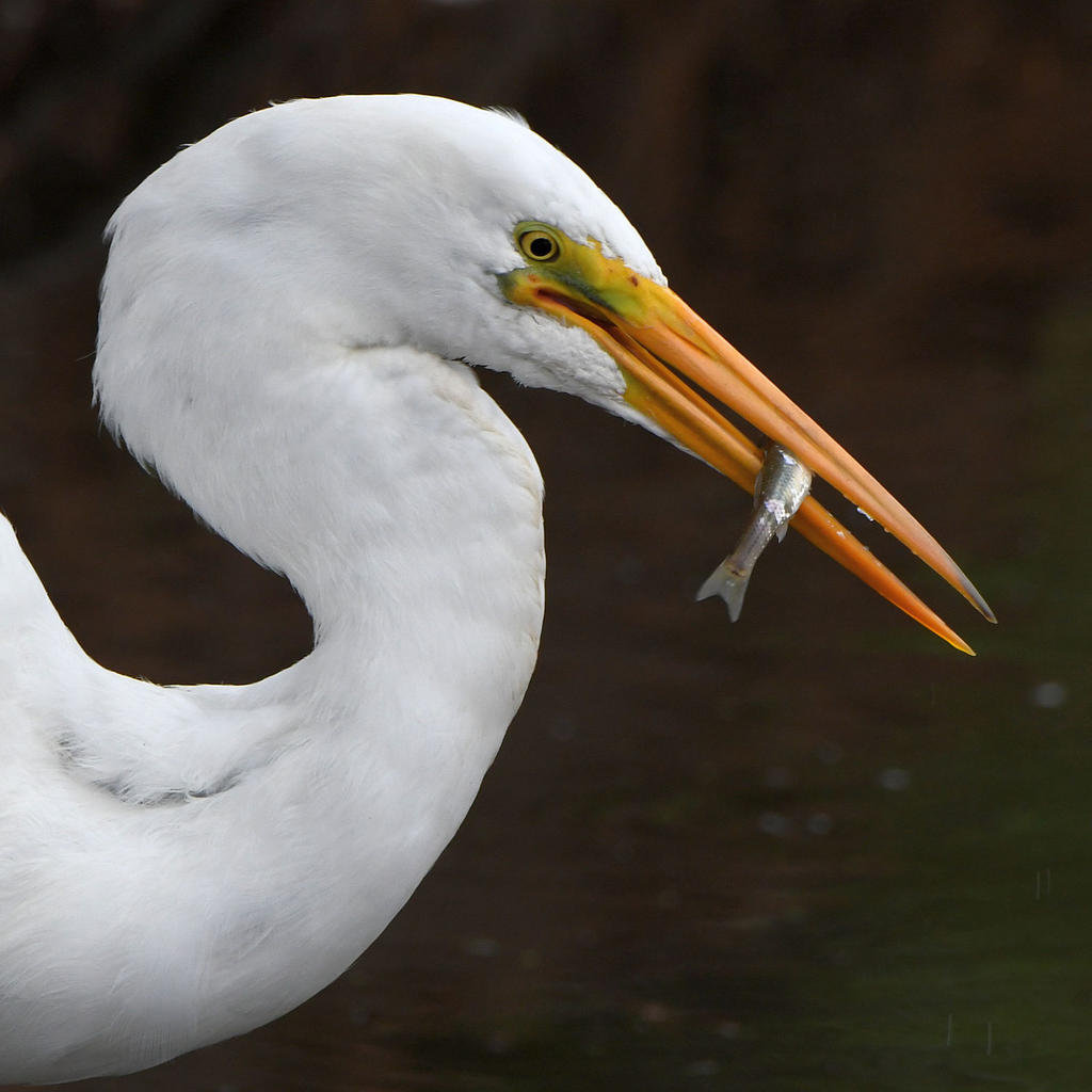 Egret4.jpg