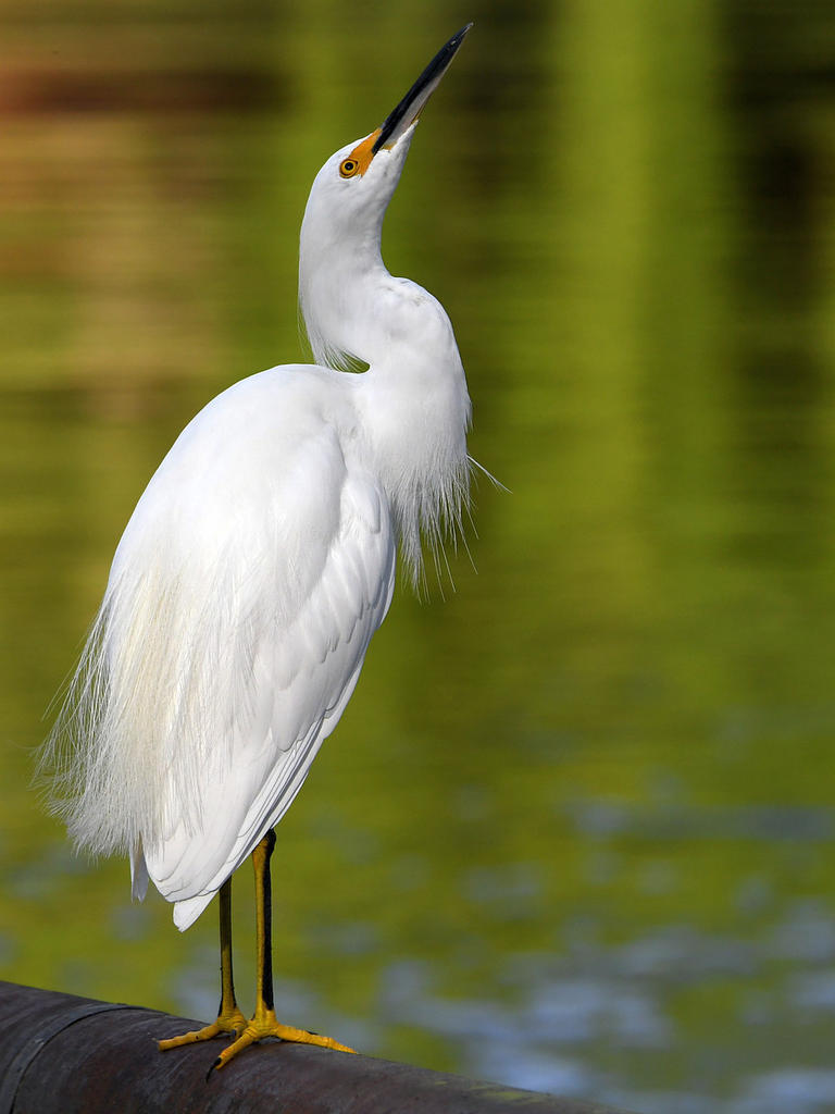 Egret4.jpg