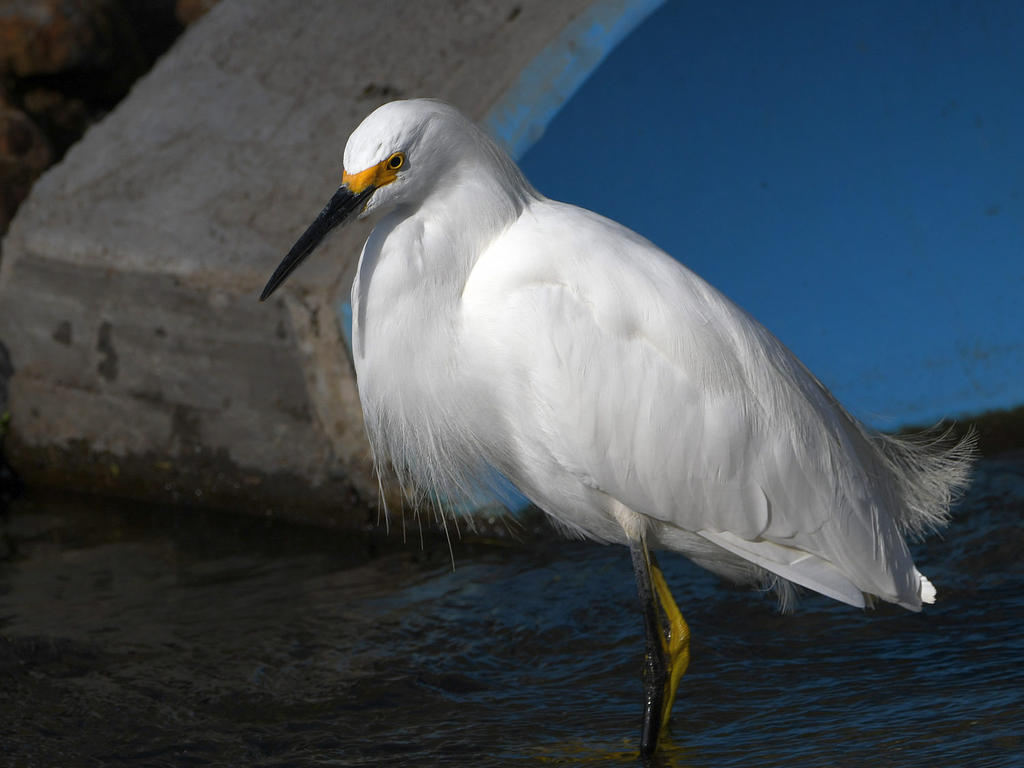 Egret4.jpg