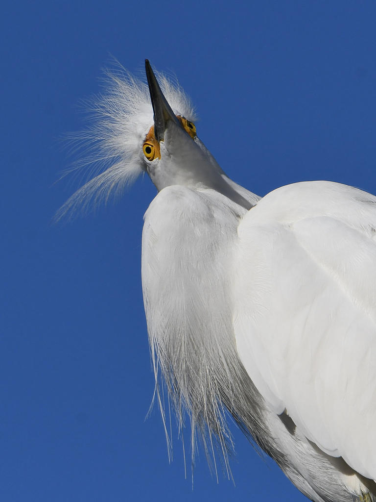 Egret4.jpg