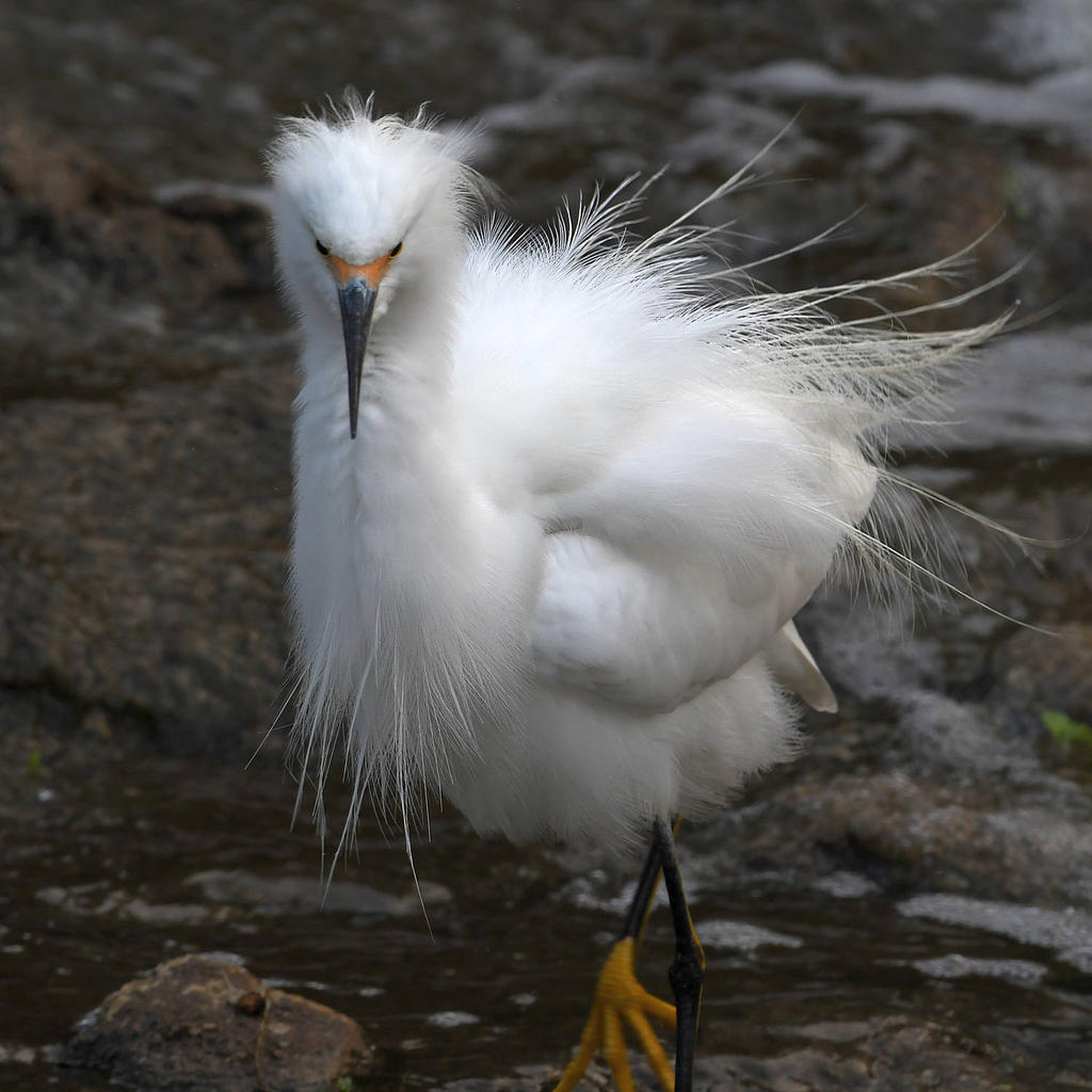 Egret4.jpg