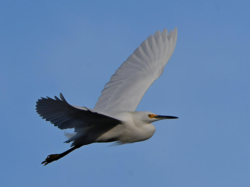 Egret4.jpg