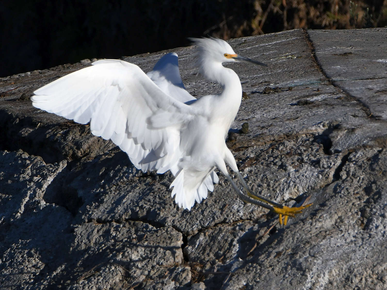 Egret4.jpg