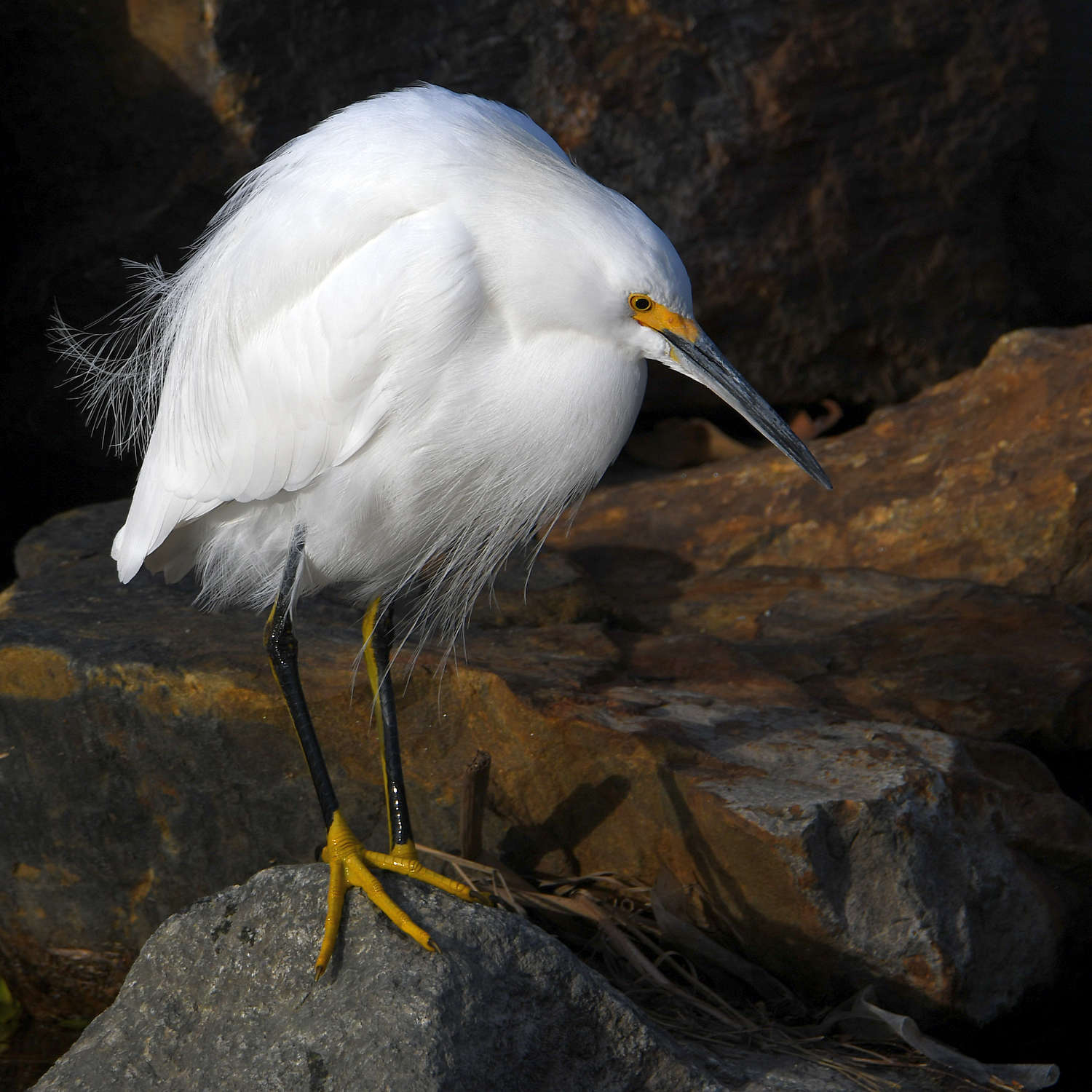 Egret4.jpg
