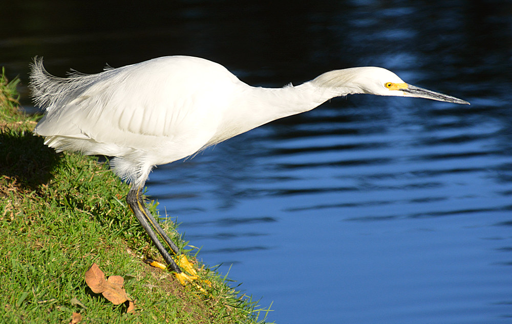 Egret5.jpg