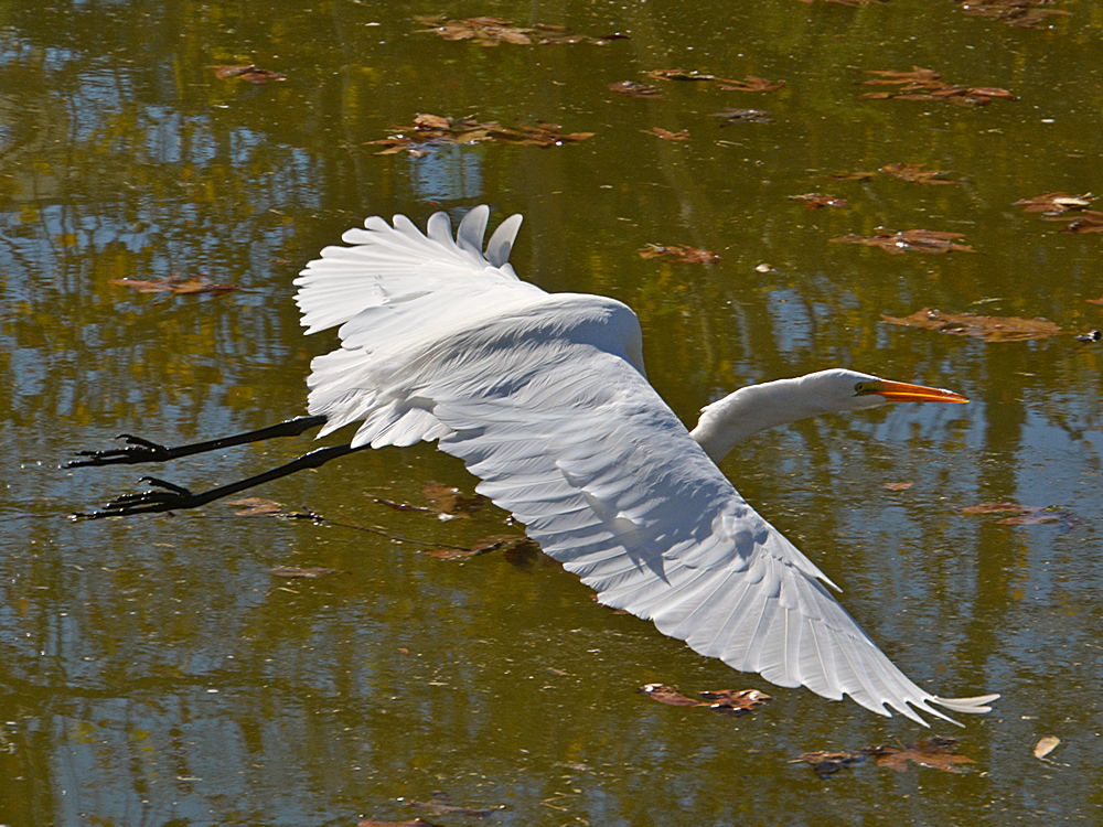 Egret5.jpg