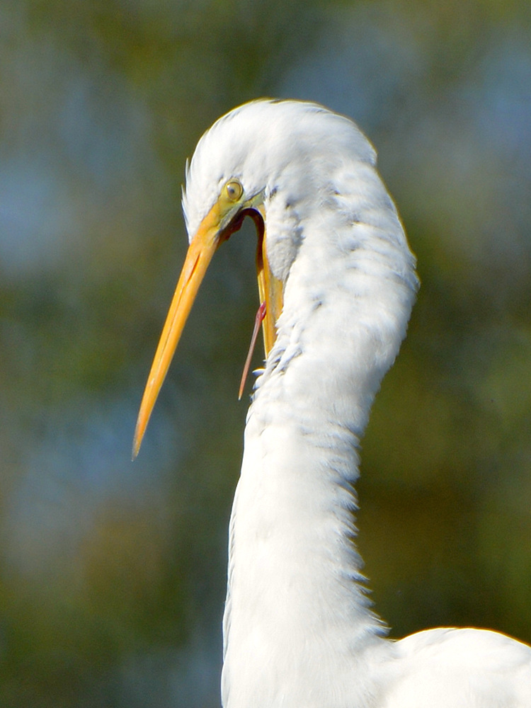 Egret5.jpg
