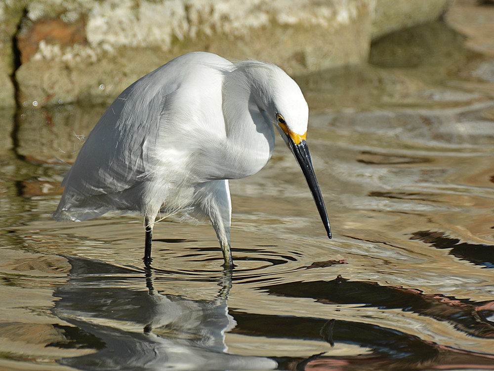 Egret5.jpg