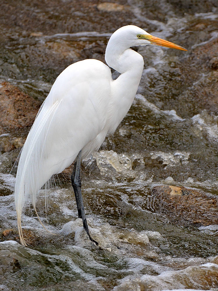 Egret5.jpg