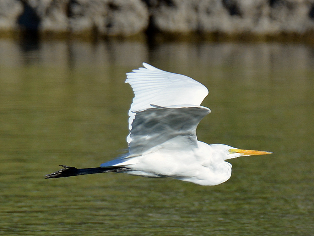 Egret5.jpg