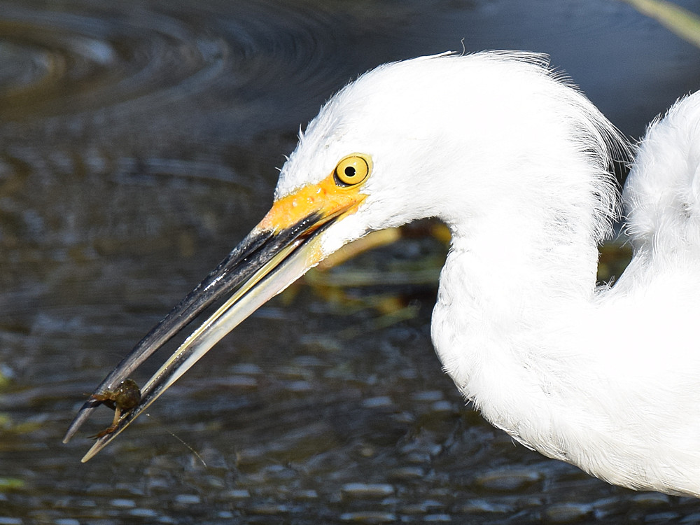 Egret5.jpg