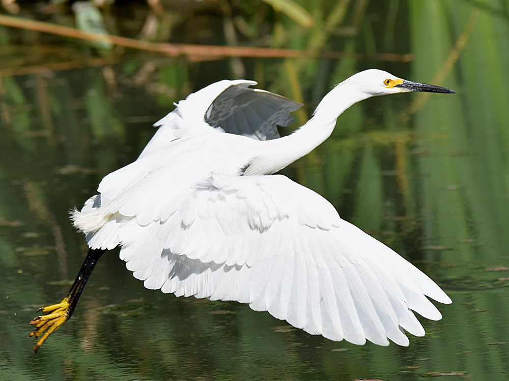 Egret5.jpg