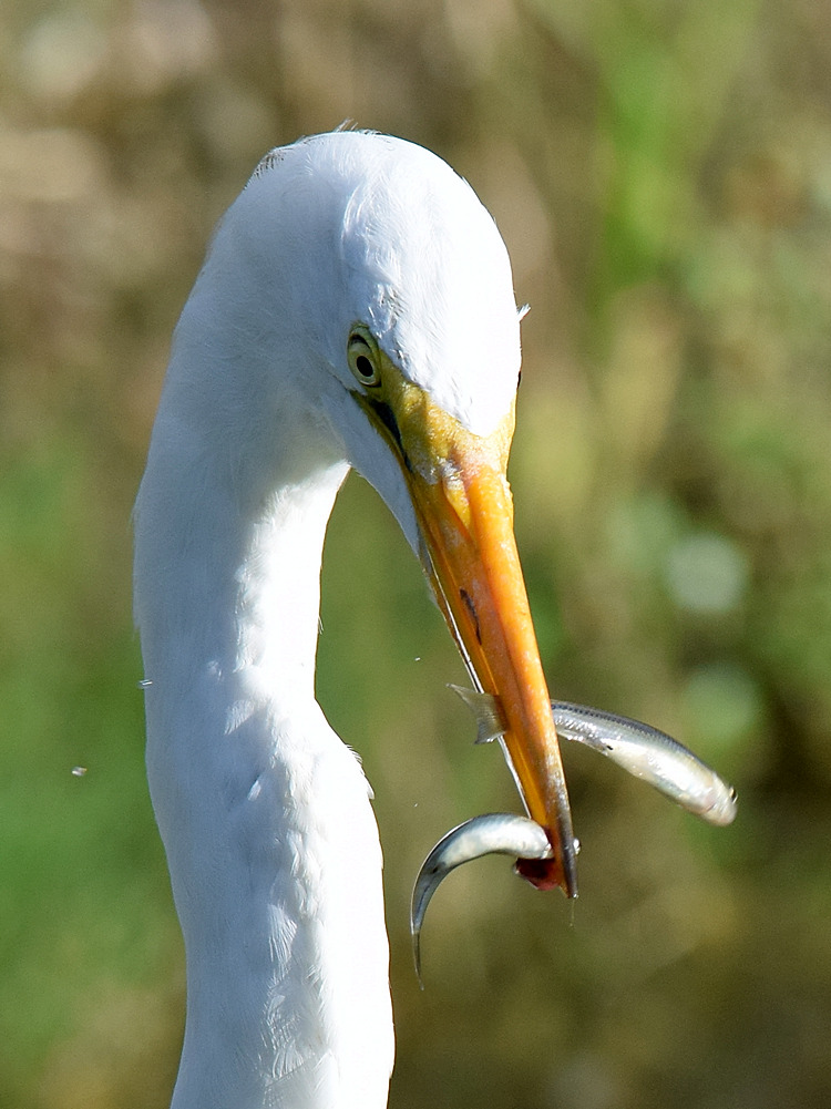 Egret5.jpg