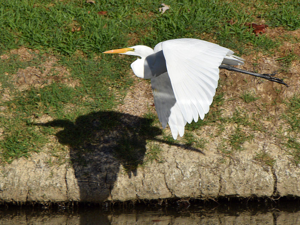Egret5.jpg