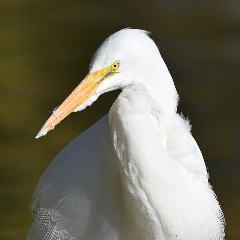 Egret5.jpg
