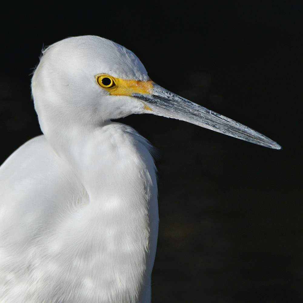 Egret5.jpg