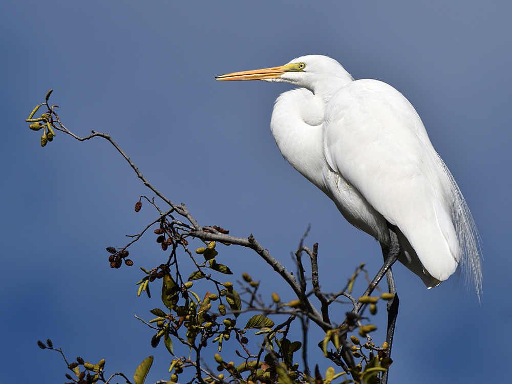 Egret5.jpg